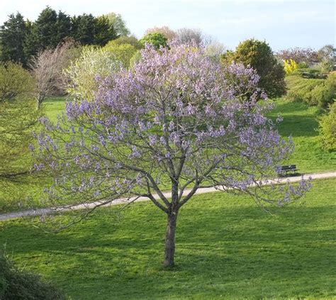 Paulownia - Trees and Shrubs Online