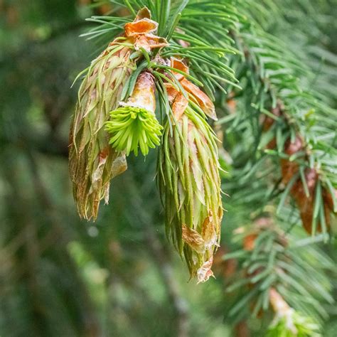 Hooray, Douglas-fir cones are back! — Trees Pacific Northwest