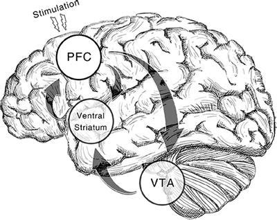 Frontiers Effects Of Non Invasive Brain Stimulation On Stimulant