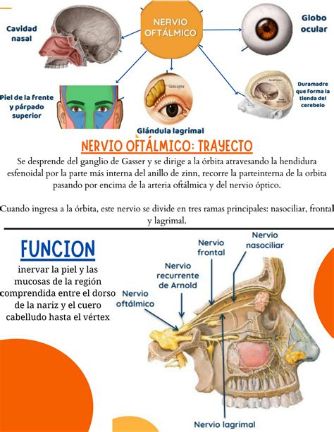 Solution Nervio Trigemino Rama Oftalmica Funciones Inervacion Ramas