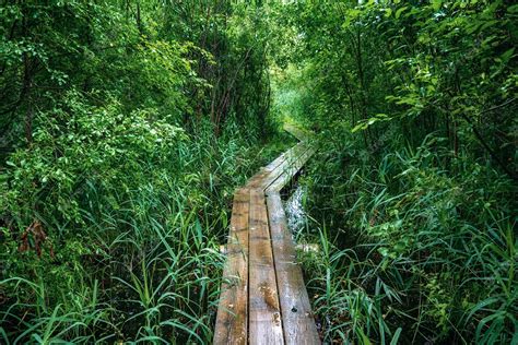 Premium Photo Summer Moody Forest