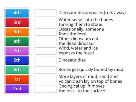 How do dinosaur fossils form? - Match up