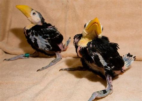 Toco Toucan Chicks - A ZooBorns First! - ZooBorns