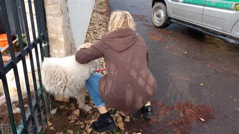 Cagnolina Incastrata Tra Le Sbarre Piange Per Essere Salvata FOTO