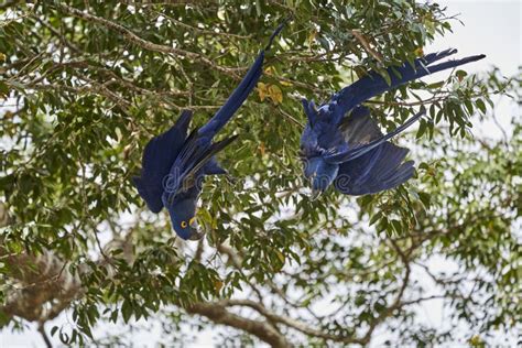 The Hyacinth Macaw Anodorhynchus Hyacinthinus Or Hyacinthine Macaw