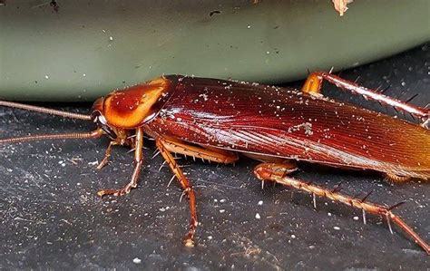 Roaches Prevention Effective Strategies To Keep Your Home Roach Free