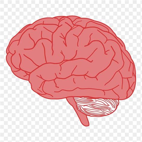 Human Brain Png Sticker Medical Illustration Transparent Background