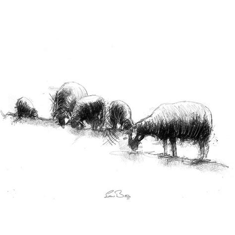 Original Sheep Grazing Sketch Seanbriggs Fine Art Drawing Original