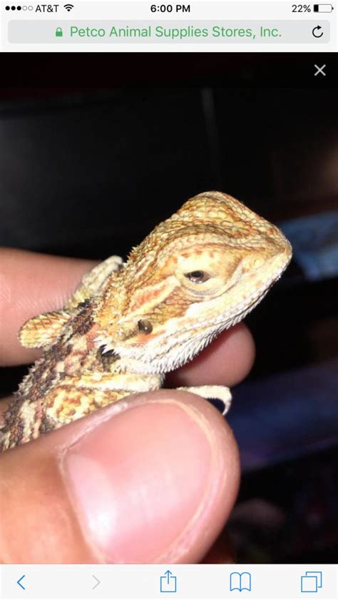 Bearded Dragon Antibiotic Eye Drops