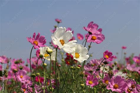 Cosmos Sulphureus Flower Fields In White And Pink Color It Is Also