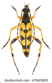 Spotted Longhorn Beetle Rutpela Maculata Male Stock Photo