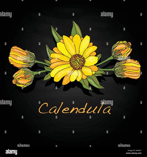 Calendula vector illustration isolated Stock Vector Image & Art - Alamy