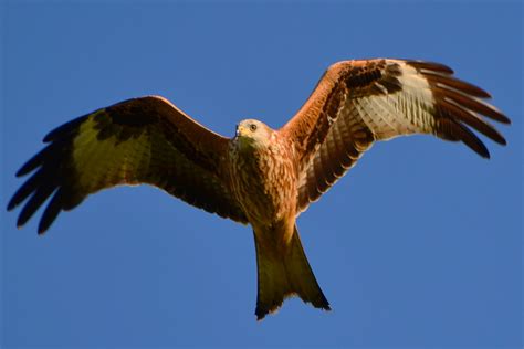 Rotmilan Red Kite Milvus Milvus Olaf Kerber Flickr