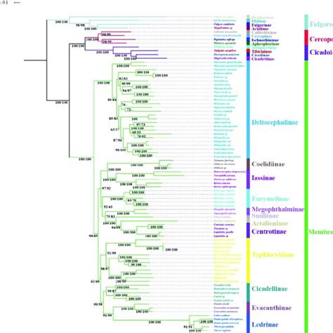 Phylogenetic Tree Produced Using Maximum Likelihood Based On The Download Scientific Diagram