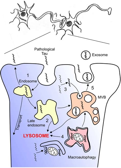 Hypothesis Of Pathological Tau Spreading How Can Pathological Tau