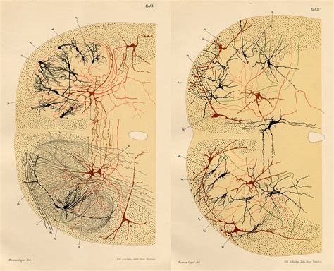 Nerve Cells Textura Del Sistema Nervioso Del Hombre Y De Los