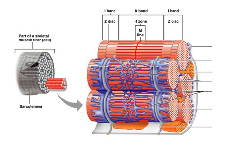 Myofibril Structure Diagram Quizlet