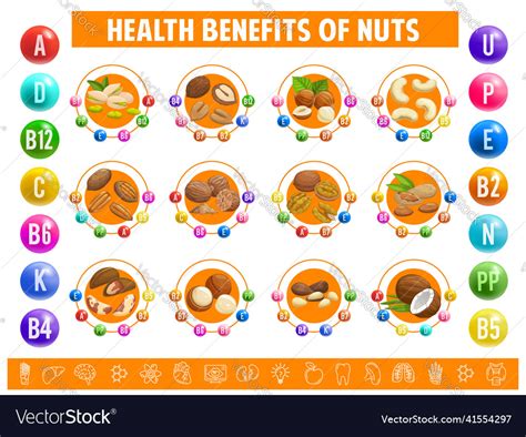 Nuts Chart Table Content Of Vitamins And Minerals Vector Image