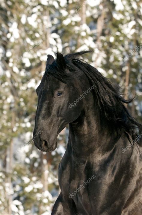 Portrait of black Kladruber horse ⬇ Stock Photo, Image by © vikarus ...