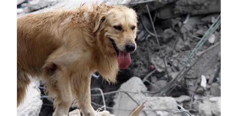 Ayuda Para Las Mascotas Del Sismo Canal Home Noticias Canal