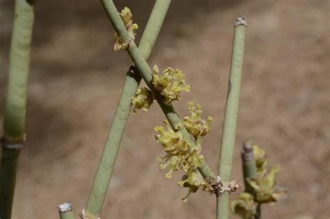 African Plants A Photo Guide Ephedra Alata Decne