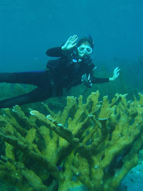 Noaa Ocean Explorer Bonaire Exploring Coral Reef Sustainability