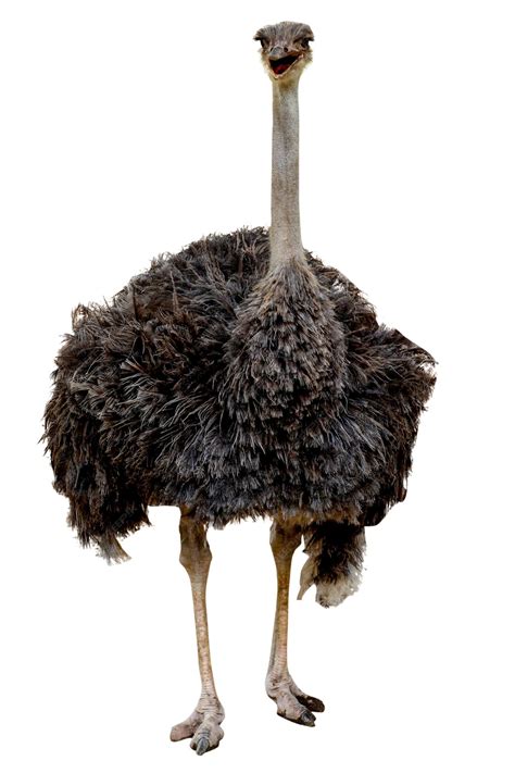 Premium Photo | The big ostrich bird on white background have path