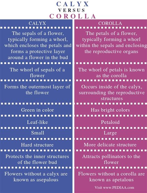 What is the Difference Between Calyx and Corolla - Pediaa.Com