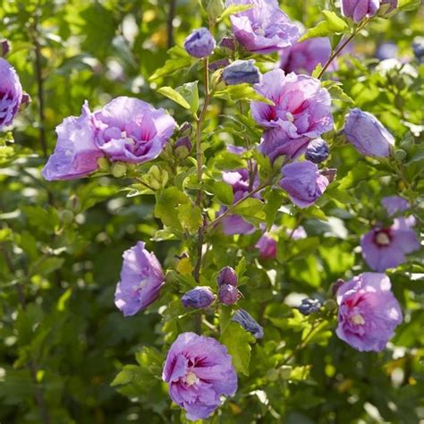 Hybiscus Syriacus Lavender Chiffon 9 Cm Voordelig Kopen Bij