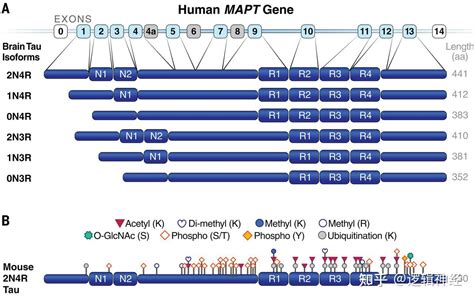 Science综述︱tau蛋白: 脑疾病促使者及靶向治疗策略 - 知乎