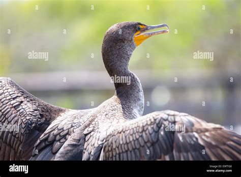 Bird in Everglades Stock Photo - Alamy