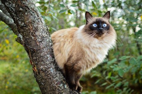 Are Balinese Cats hypoallergenic? Tips for Families with Allergies ...