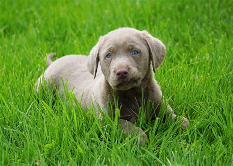 AKC Registered Silver Labrador Retriever For Sale Sugar Creek, OH Male – AC Puppies LLC