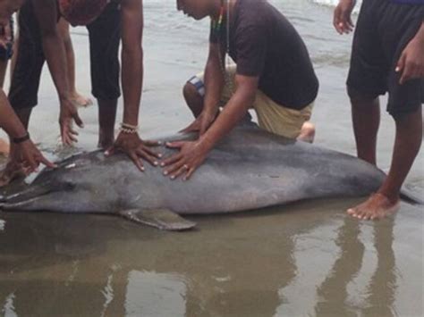 Hallan Delfín Muerto En Playas De Cartagena