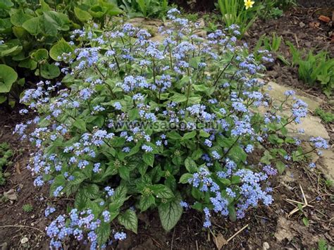 Бруннера крупнолистная Джек Фрост / Brunnera macrophylla Jack Frost ...