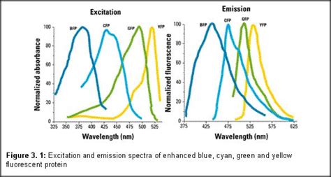 Textfeld Figure 3 5 Excitation And Emission Spectra Of Enhanced Blue Cyan Green And Yellow