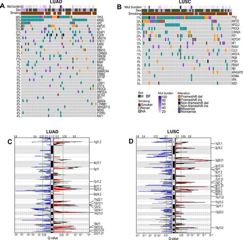 Nsclc Pdx Models Represent Primary Tumor Genomic Features A B