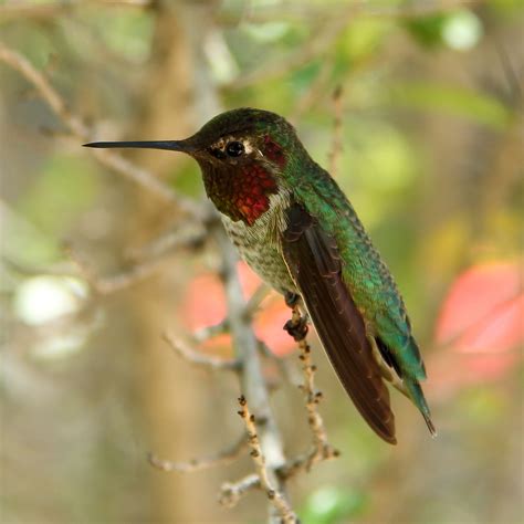 Annas Hummingbird At Arizona Sonora Desert Museum Annas Flickr