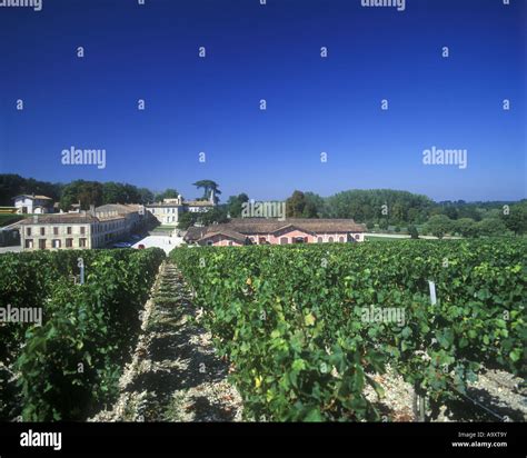 VINES CHATEAU LAFITE ROTHSCHILD VINEYARD PAUILLAC BORDEAUX FRANCE Stock Photo - Alamy