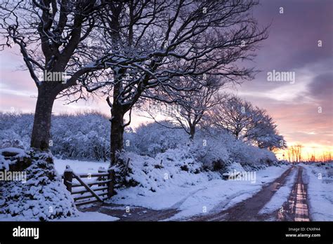 Snow Covered Trees Beside A Country Lane Exmoor Somerset England