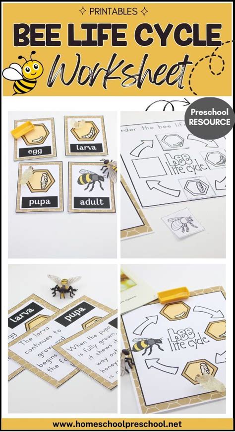 Life Cycle Of A Honey Bee For Kids Artofit