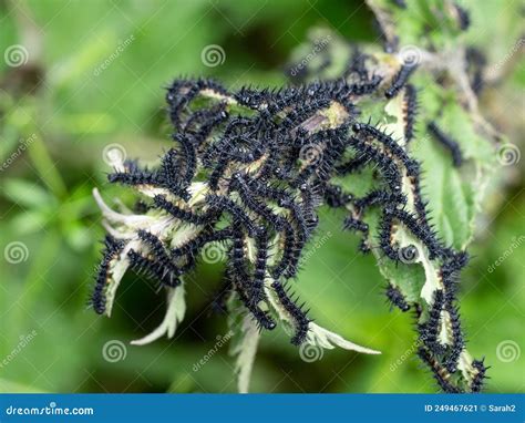 Black Caterpillars Of The Peacock Butterfly Aglais Io Aka Inachis Io On Nettle Stock Image