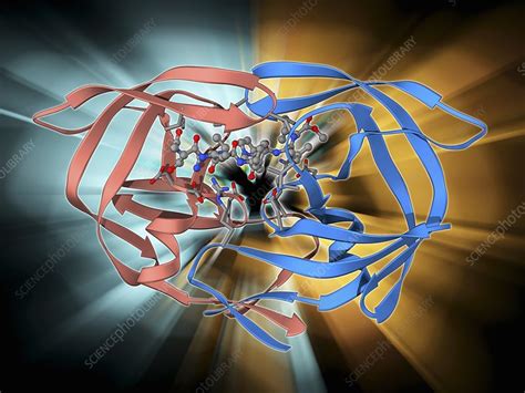 Hiv 1 Protease And Inhibitor Stock Image F009 6499 Science Photo Library