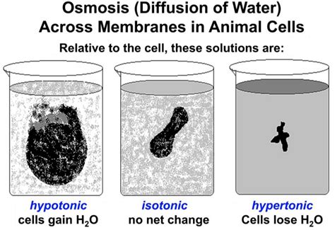 Osmosis Animal Cell