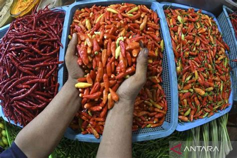 Nfa Membantah Harga Cabai Rawit Merah Melambung Ke Rp Ribu Per Kg