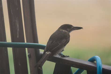 Baby Kingfisher Or Birds In Backyards