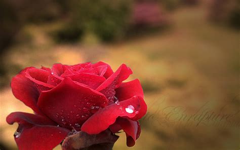 200 Red Rose Wallpapers