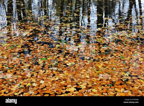 Autumn Foliage Lies On The Water Surface Of A Lake With Reflection Of