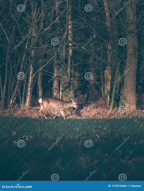 Fanfarr O Dos Cervos De Ovas Que Anda Na Borda Do Campo Perto Dos