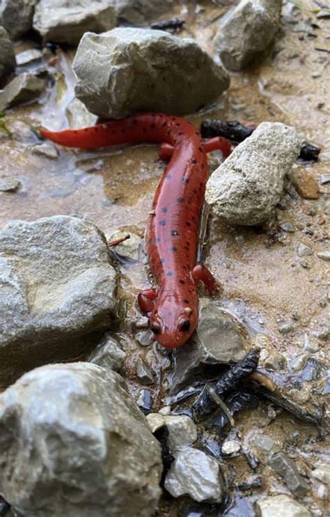 History Culture Flora And Fauna Great Smoky Mountain Eco Tours